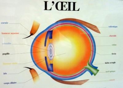 Les amétropies ou défauts de mesure de l'oeil